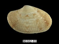 藏品(文文橫簾蛤)的圖片